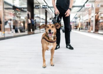 Psy mile widziane w outletach Factory